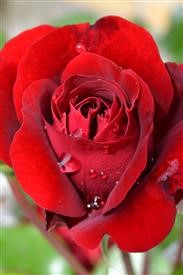 &quot;Flower Delivery Haddonfield Nj
